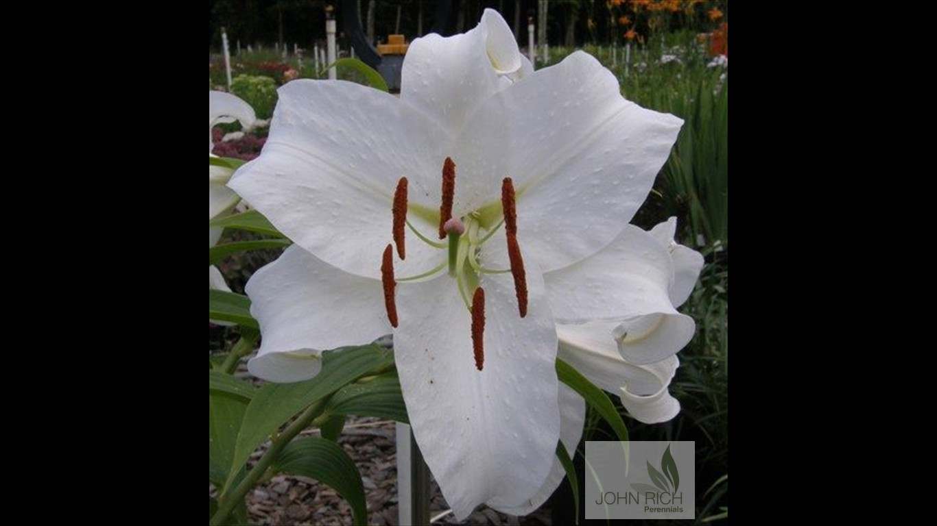 Lilium 'Casa Blanca'