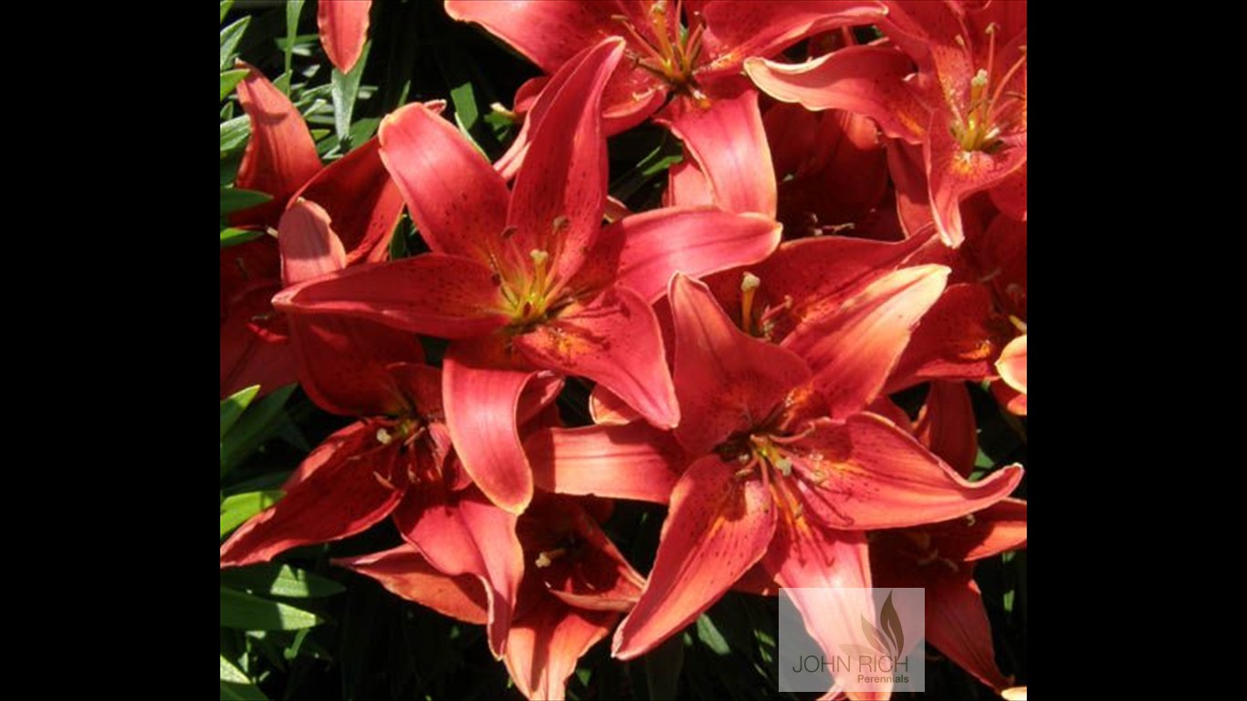 Lilium 'Crimson Pixie'