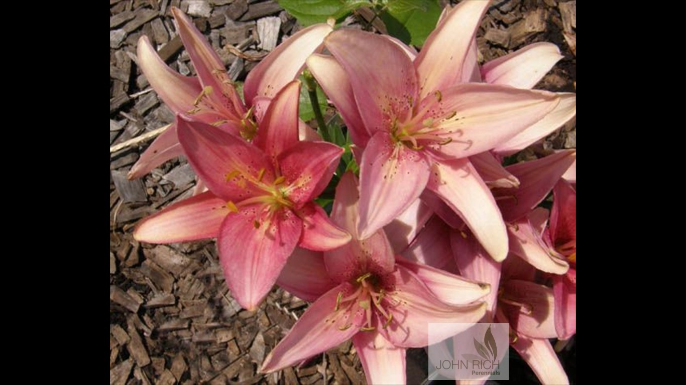 Lilium 'Mt Duckling'