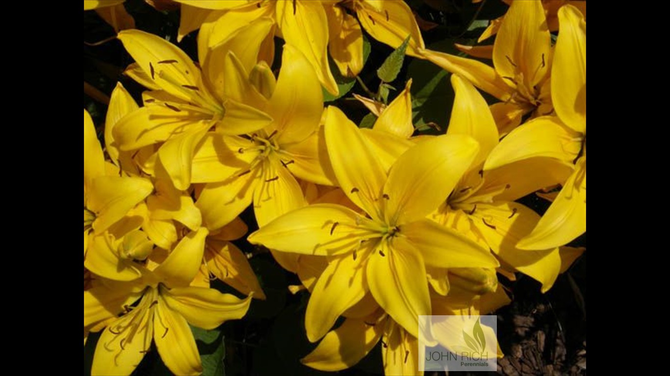 Lilium 'Petite Bridgette