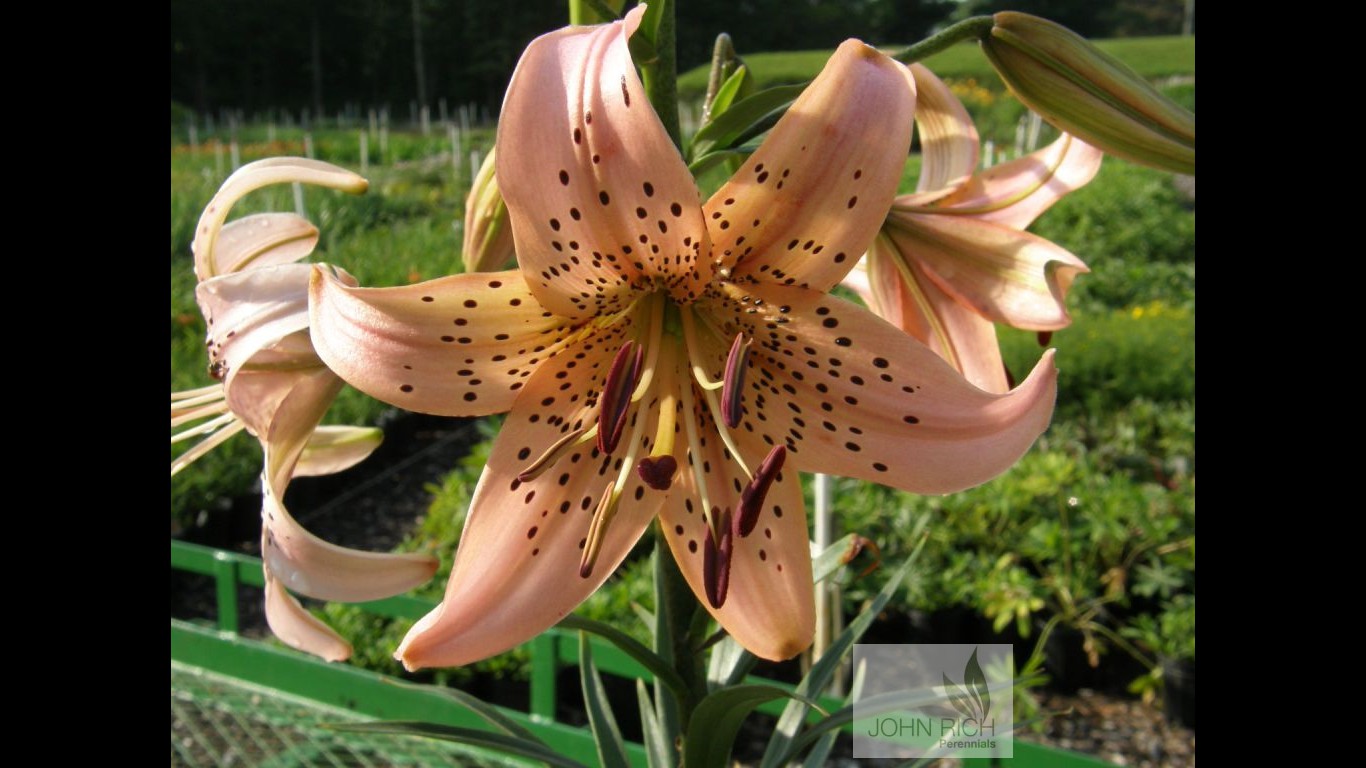 Lillium 'Tiger Pink'