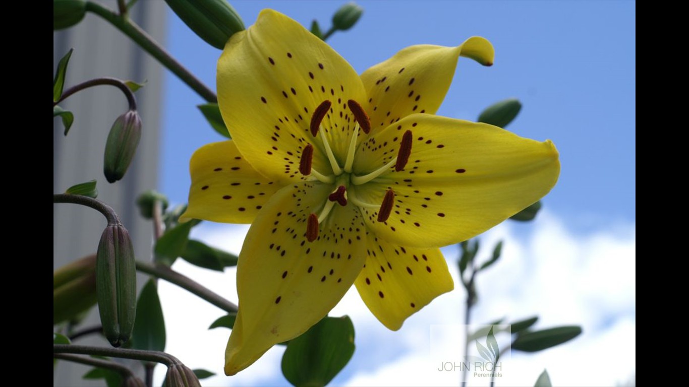 Lillium 'Tiger Yellow'