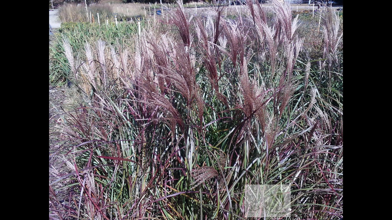 Miscanthus sinensis 'Little Miss'