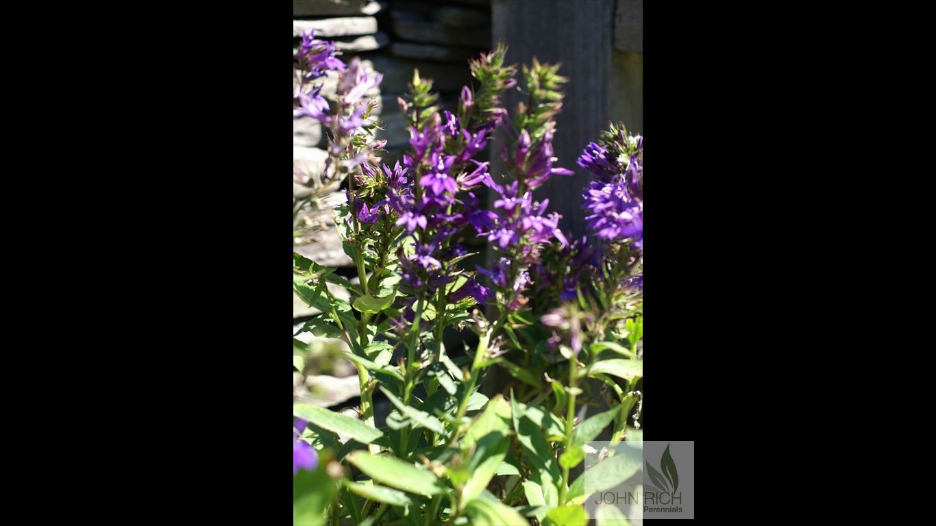 Lobelia gerardii 'Verdariensis'