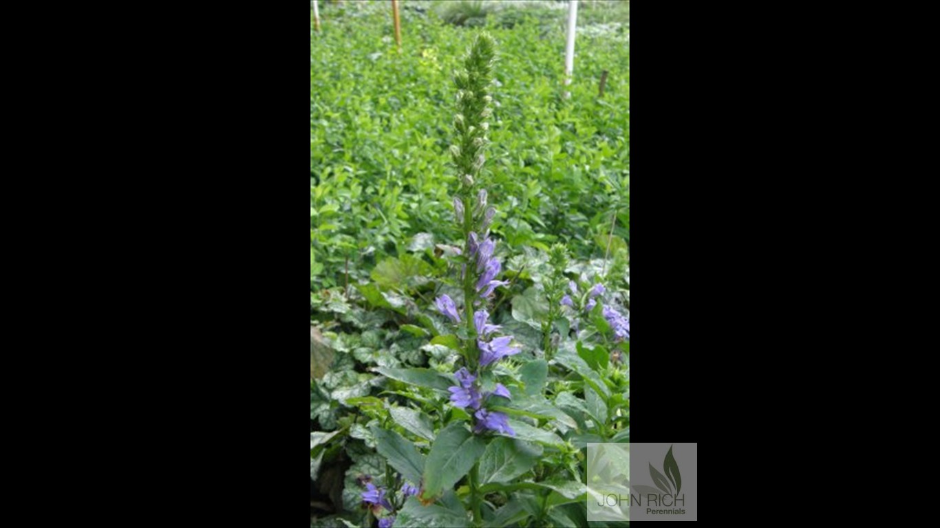 Lobelia siphilitica