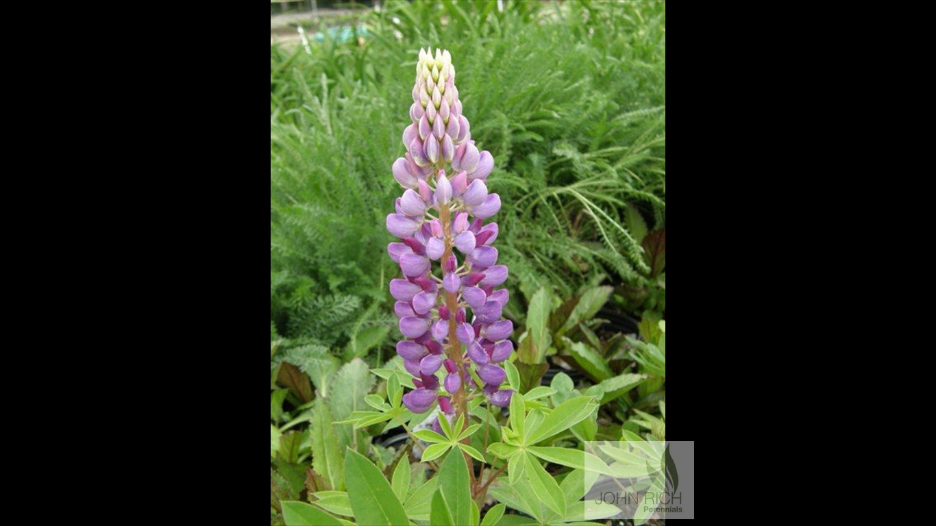 Lupinus 'Galley Mix'