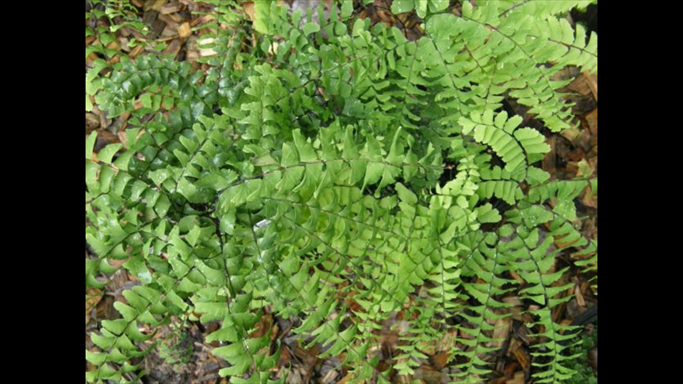 Adiantum pedatum