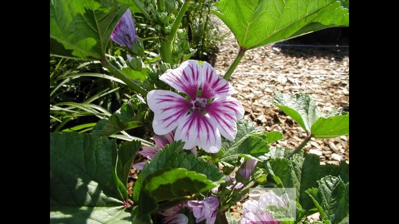 Malva sylvesteris 'Zebrina'