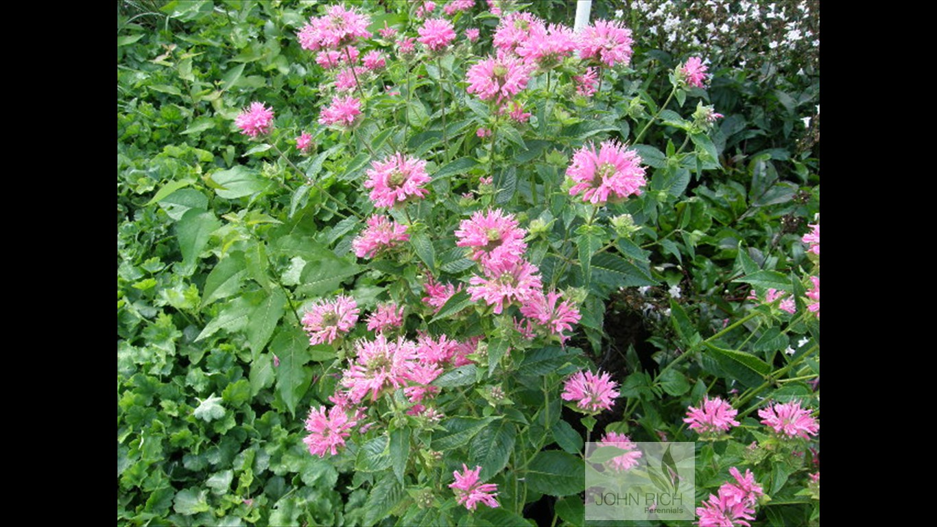 Monarda 'Marshalls Delight'