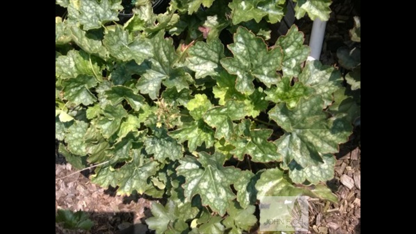 Heuchera americana 'Marvelous Marble'