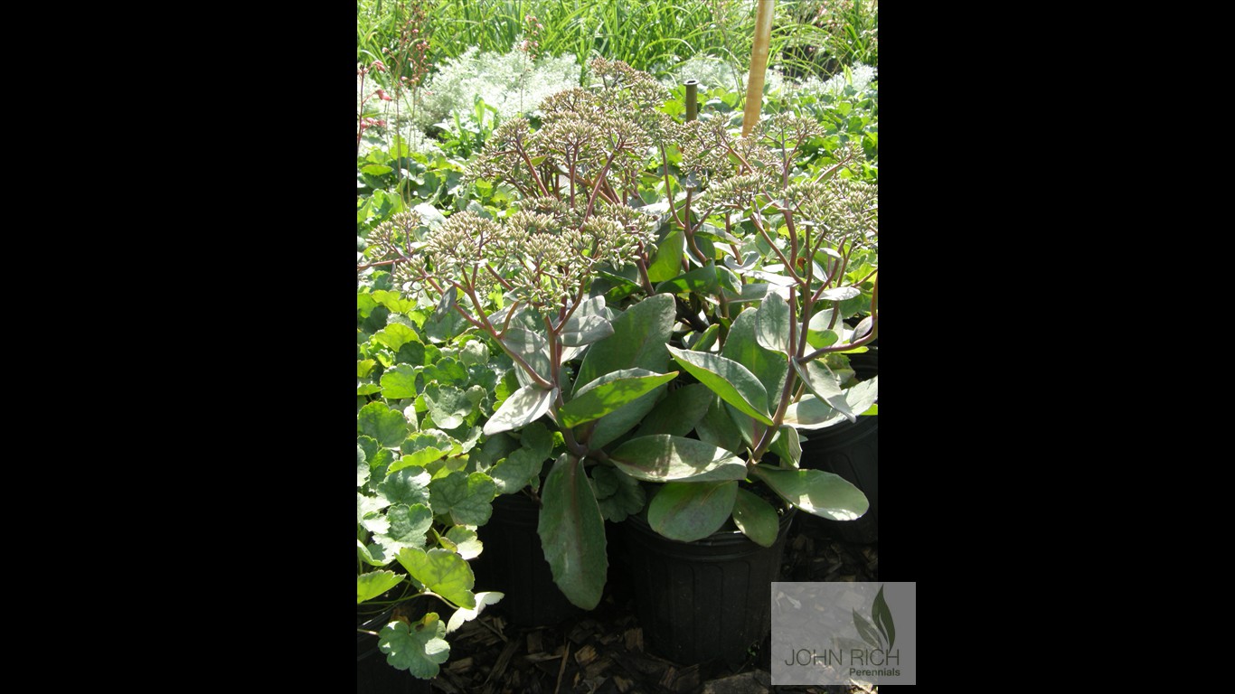 Sedum 'Matrona'