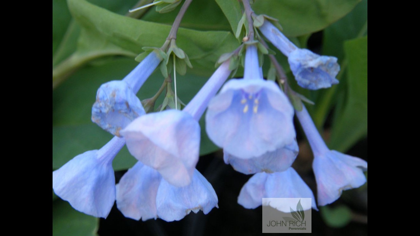 Mertensia virginica