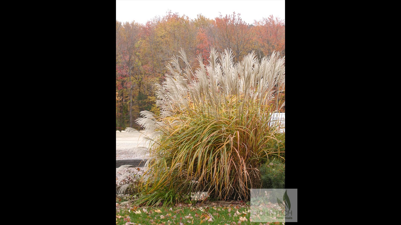 Miscanthus sinensis 'Silberfeder'