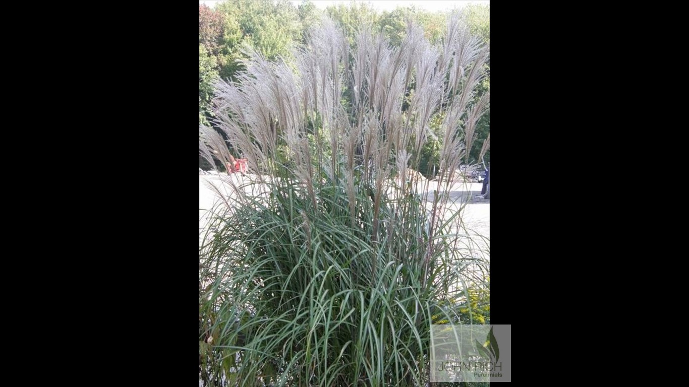 Miscanthus sinensis 'Silberfeder'