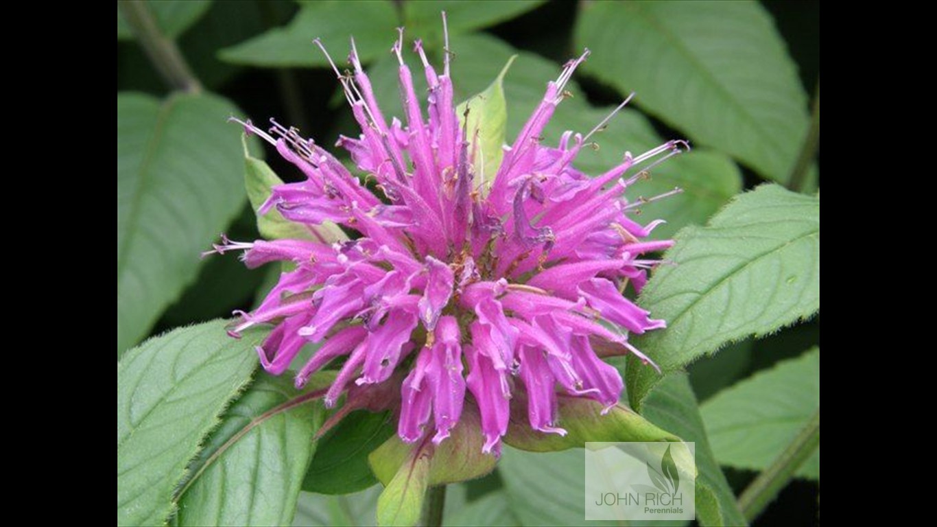 Monarda 'Blue Stocking'