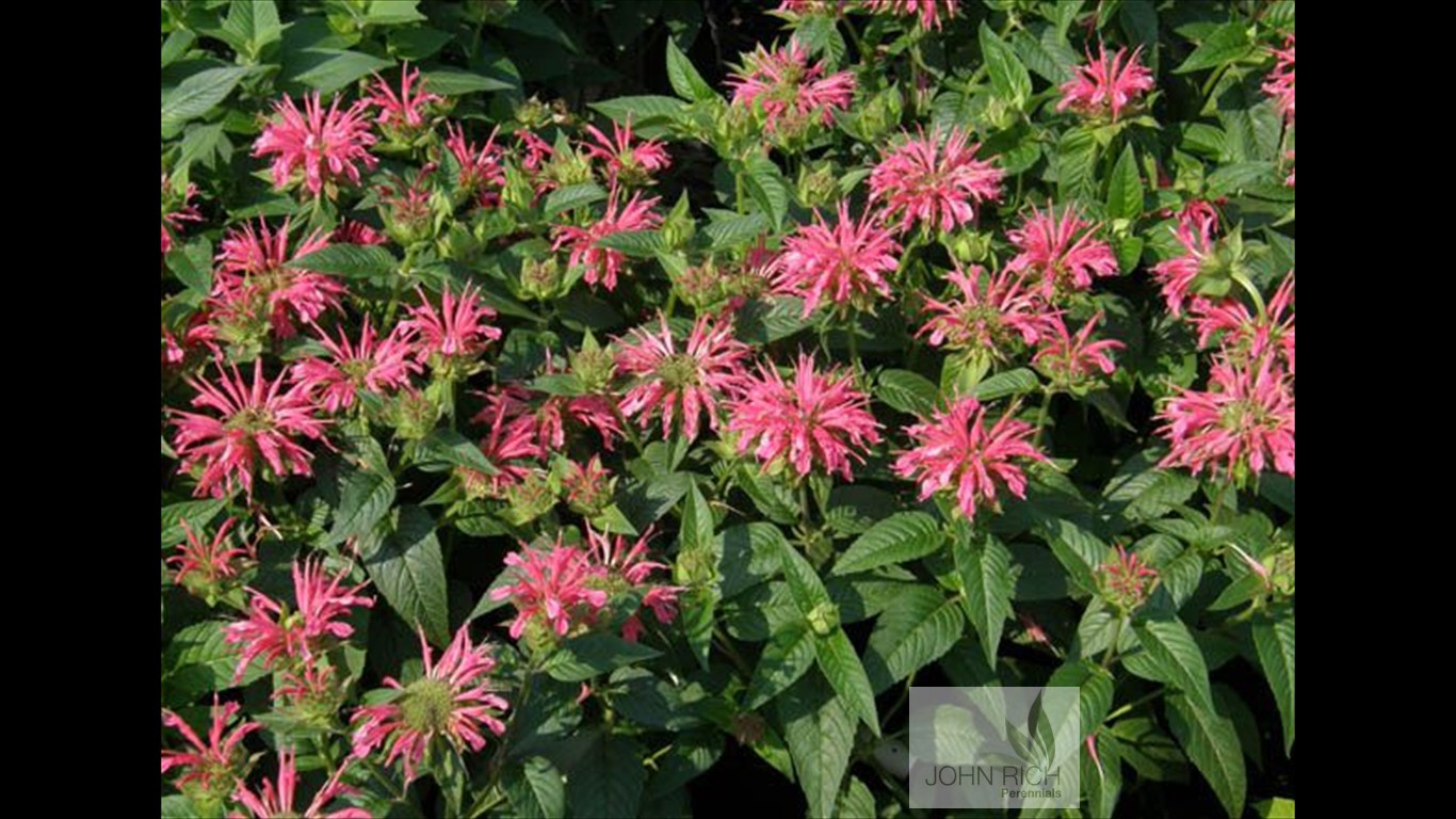 Monarda 'Coral Reef'