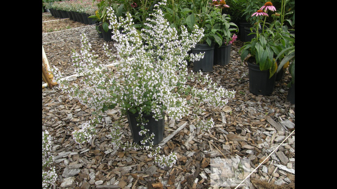 Calamintha 'Montrose White'