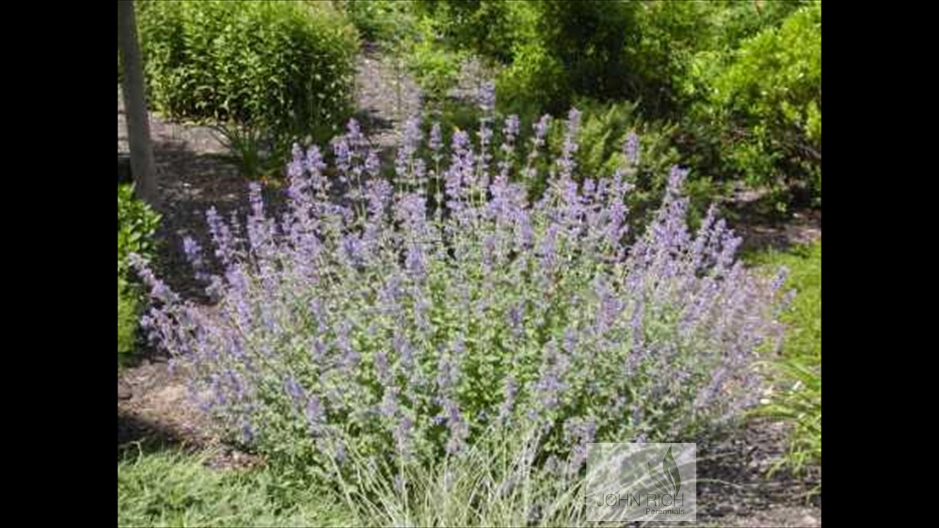 Nepeta 'Six Hills Giant'