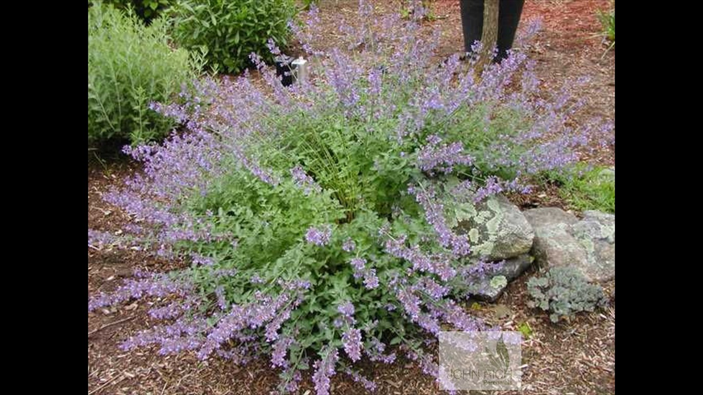 Nepeta faassenii 'Walker's Low'