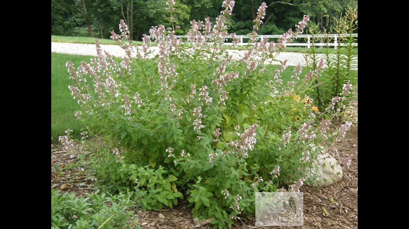 Nepeta gradiflora 'Dawn to Dusk'