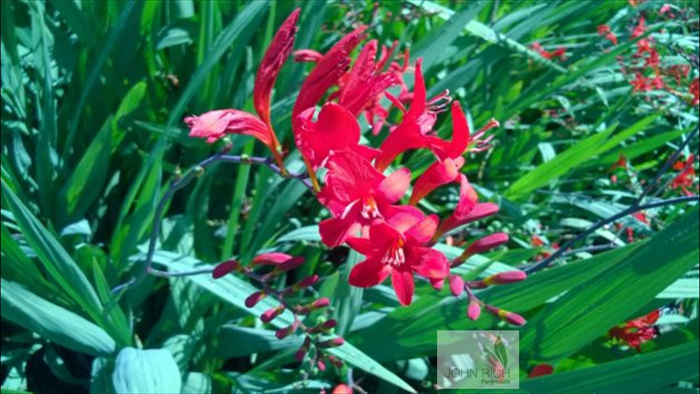 Crocosmia 'Lucifer'