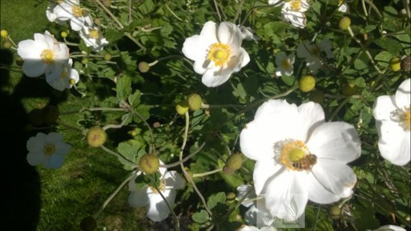 Anemone 'Honerine Jobert'