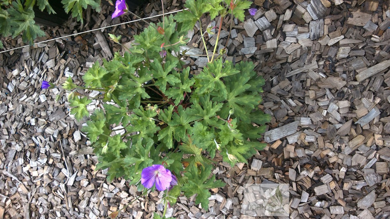 Geranium 'Rozanne'