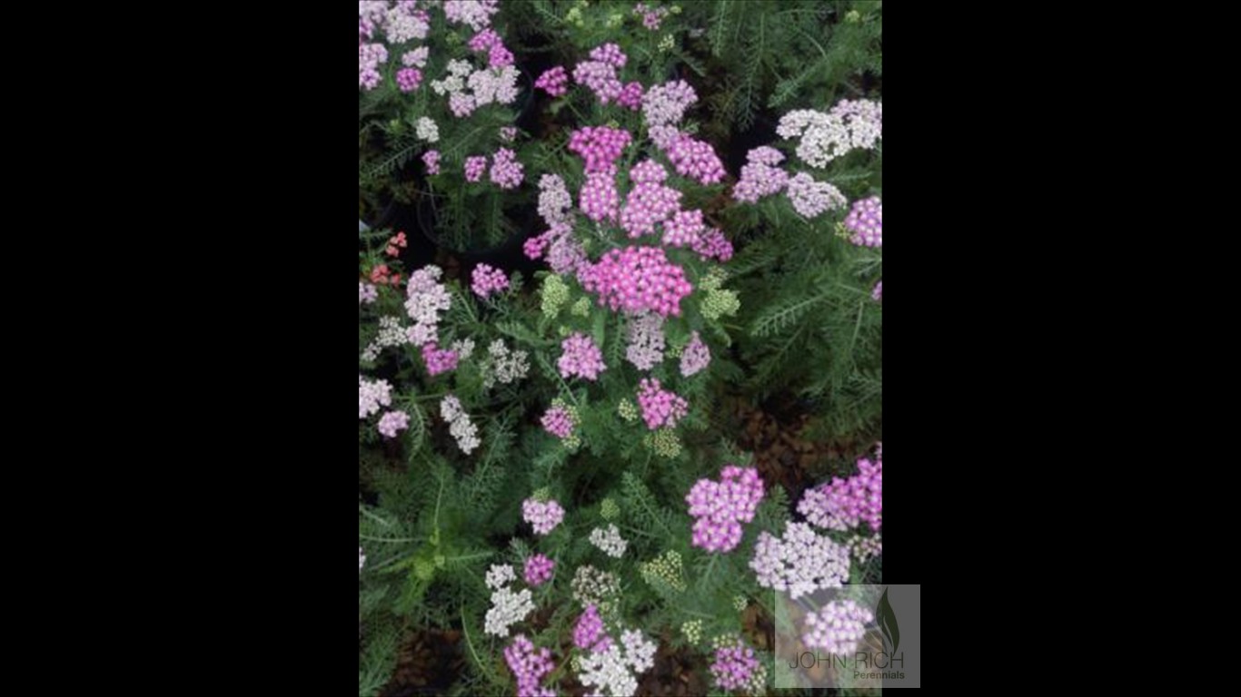 Achillea 'Oertel's Rose'