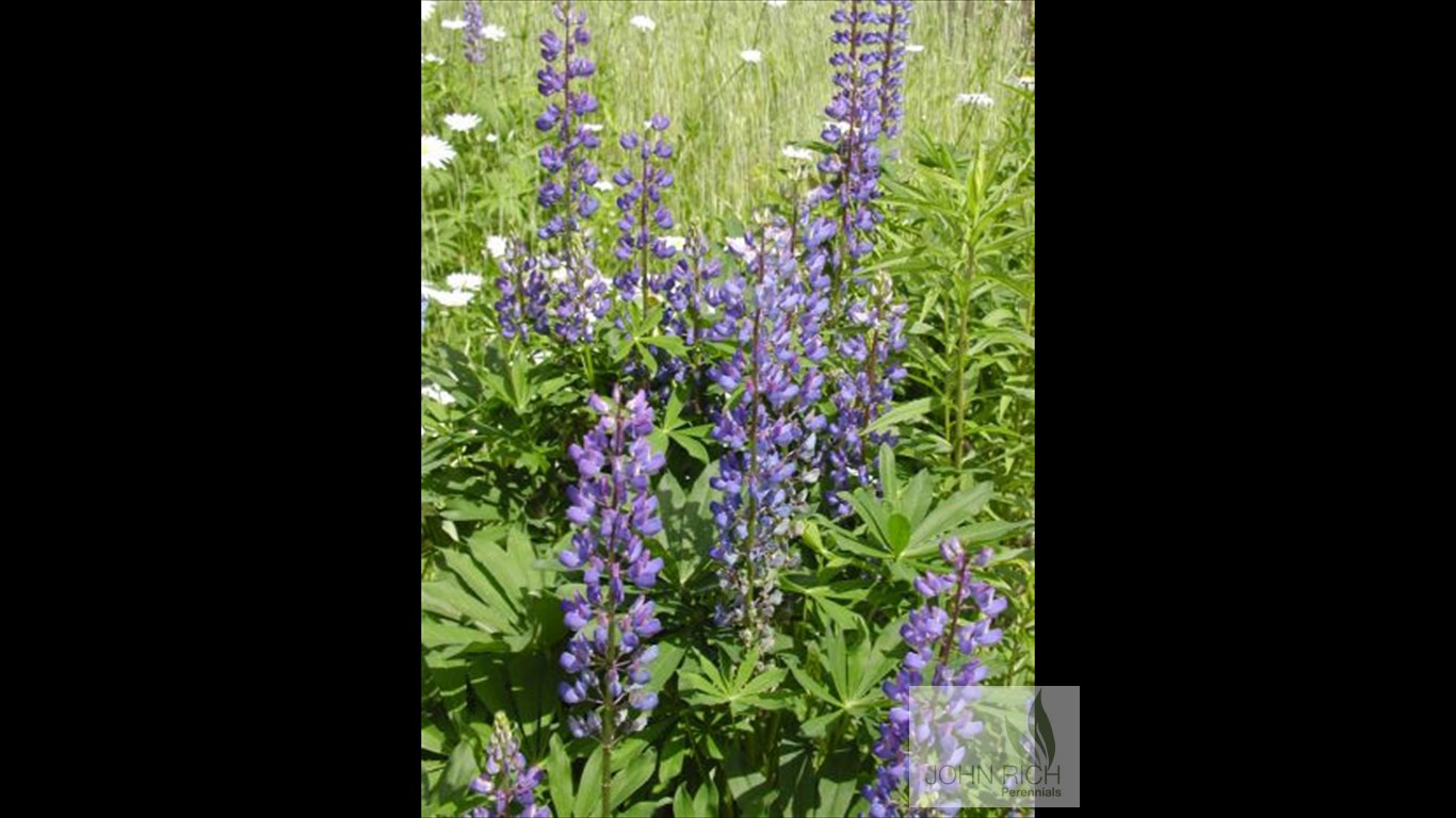 Lupinus perenne