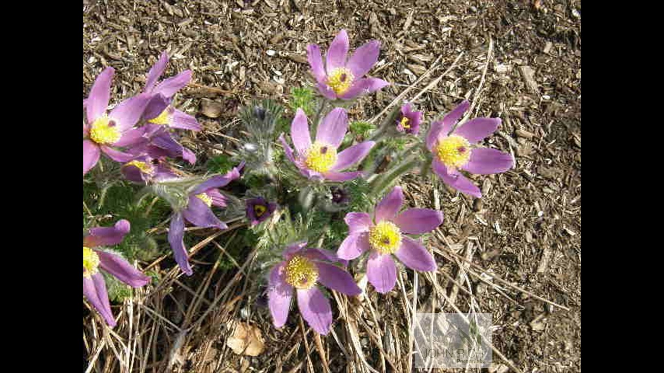 Pulsatilla vulgaris