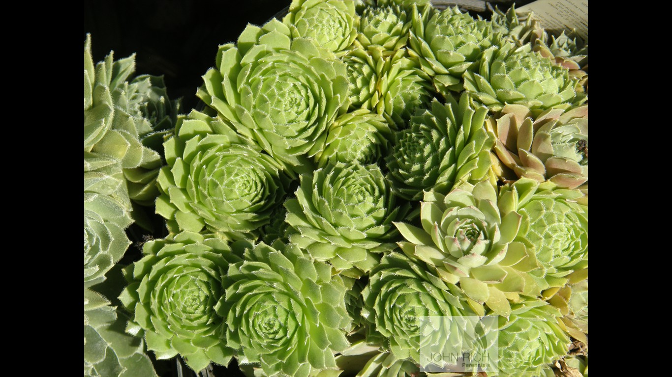 Sempervivum