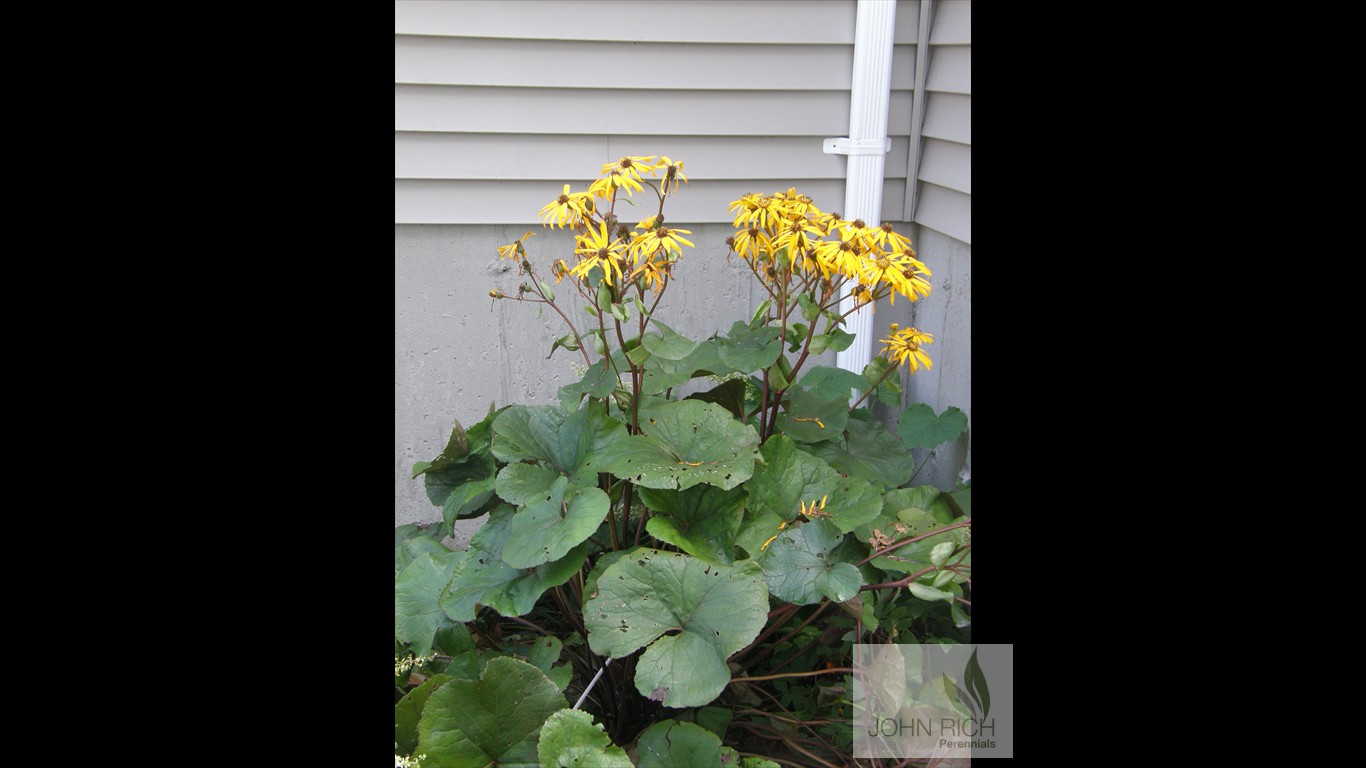 Ligularia dentata 'Othello'