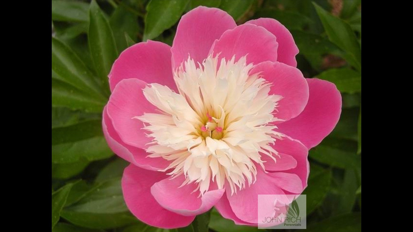 Paeonia 'Bowl of Beauty'