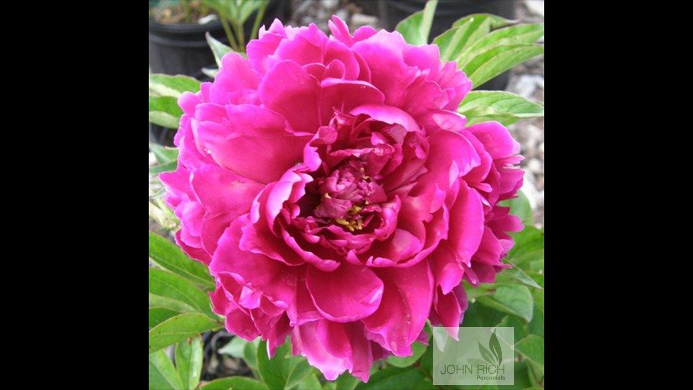 Paeonia 'Karl Rosenfeld'