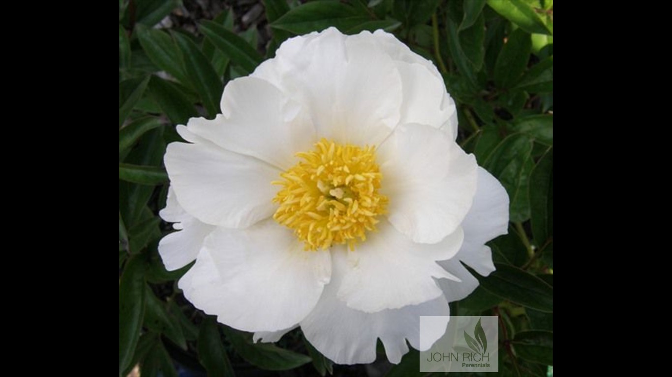 Paeonia 'Virginia Dare'