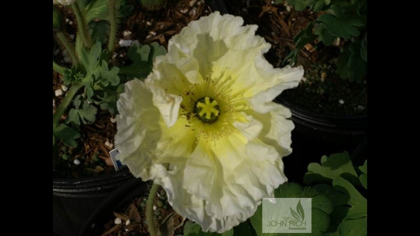 Papaver nudicale 'Wonderland'