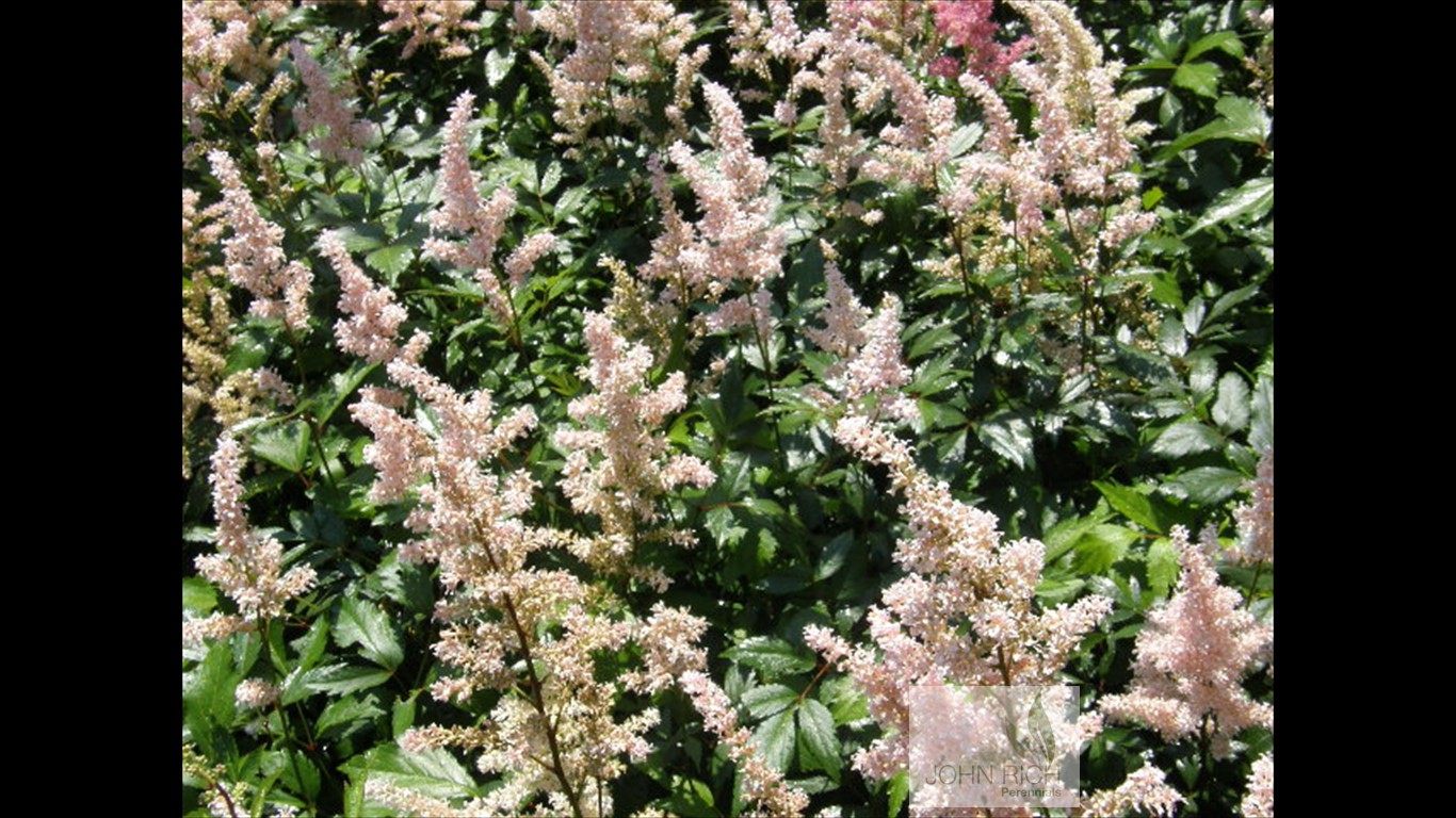 Astilbe japonica 'Peach Blossom'