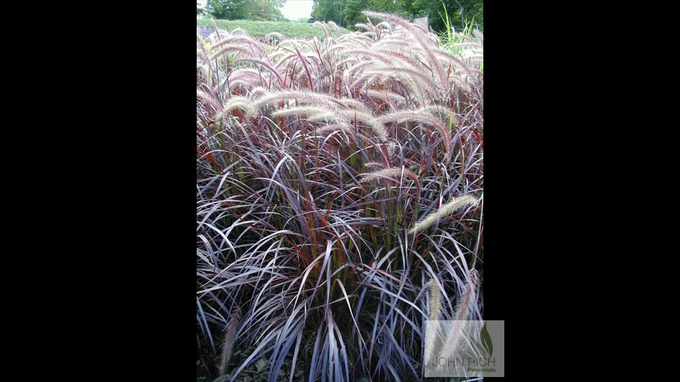 Pennisetum setaceum 'Rubrum'