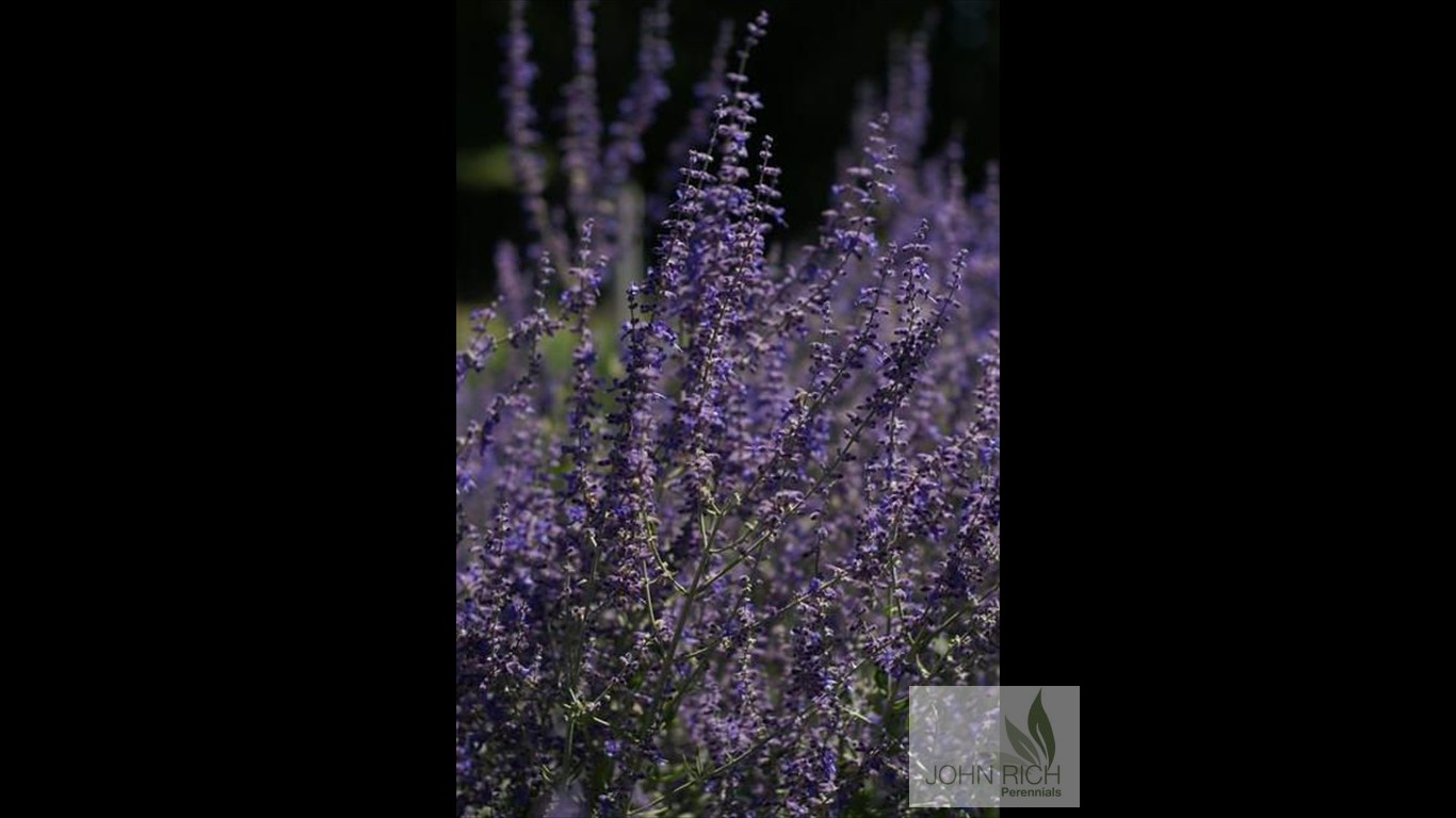 Perovskia atriplicifolia 'Little Spire'