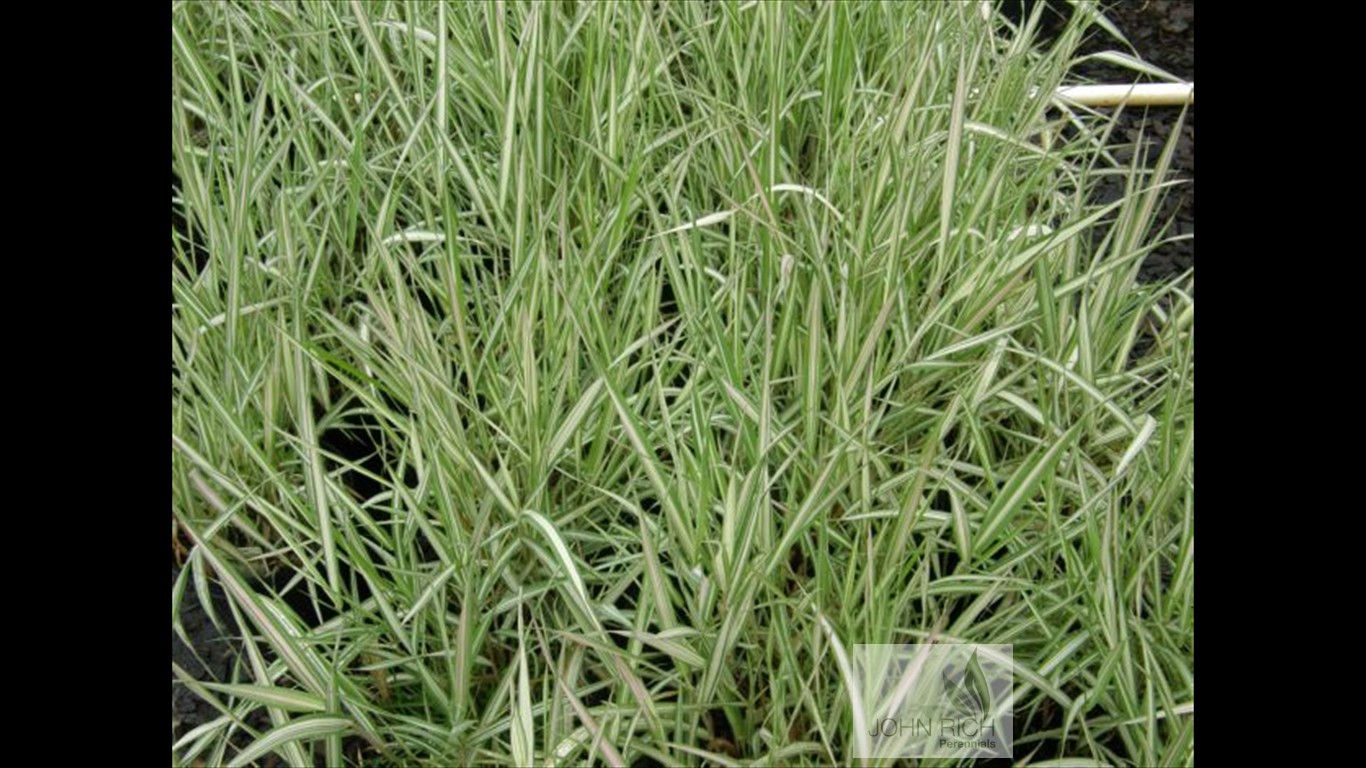 Phalaris arundinacea