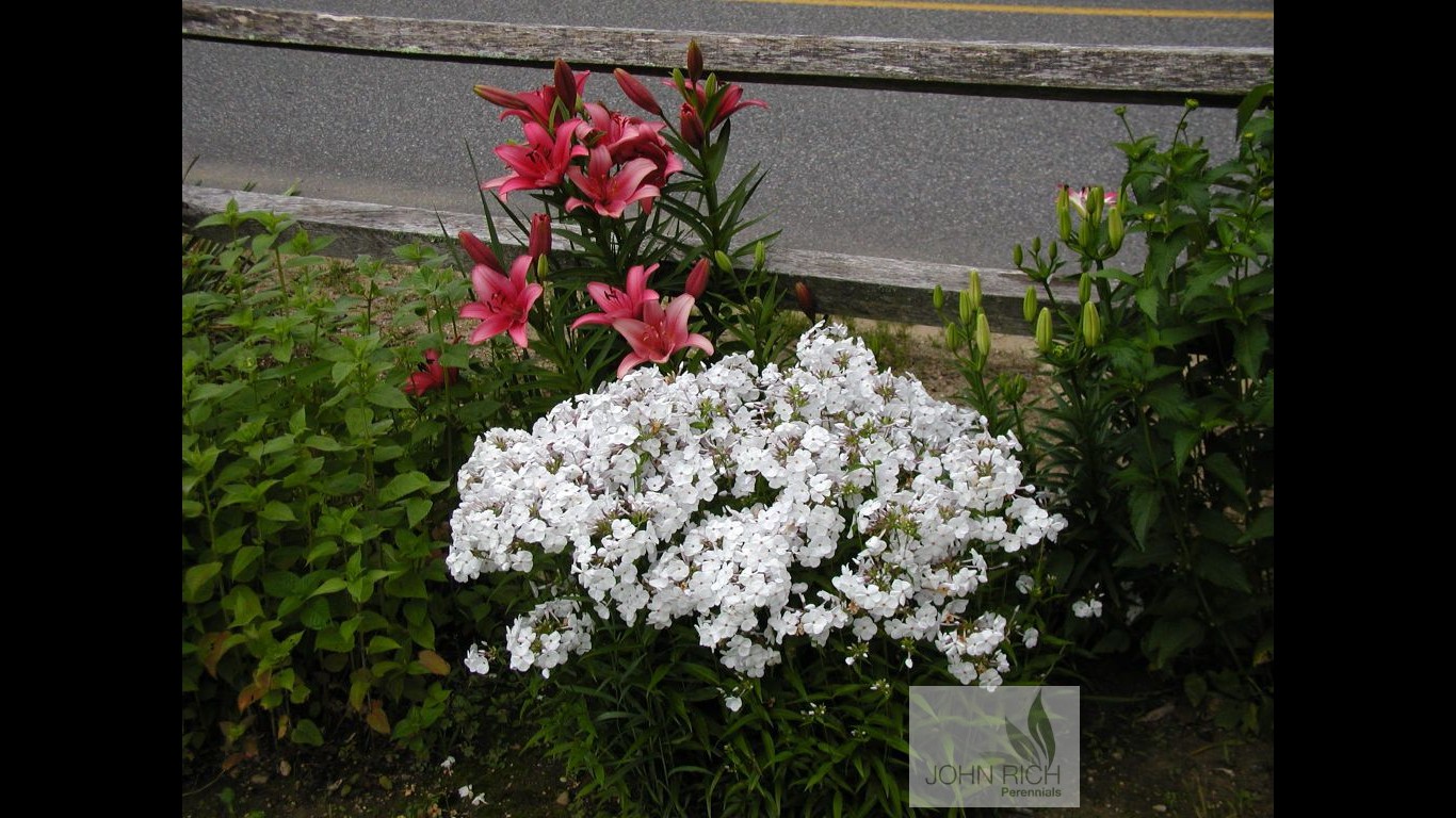 Phlox x  'Minnie Pearl'