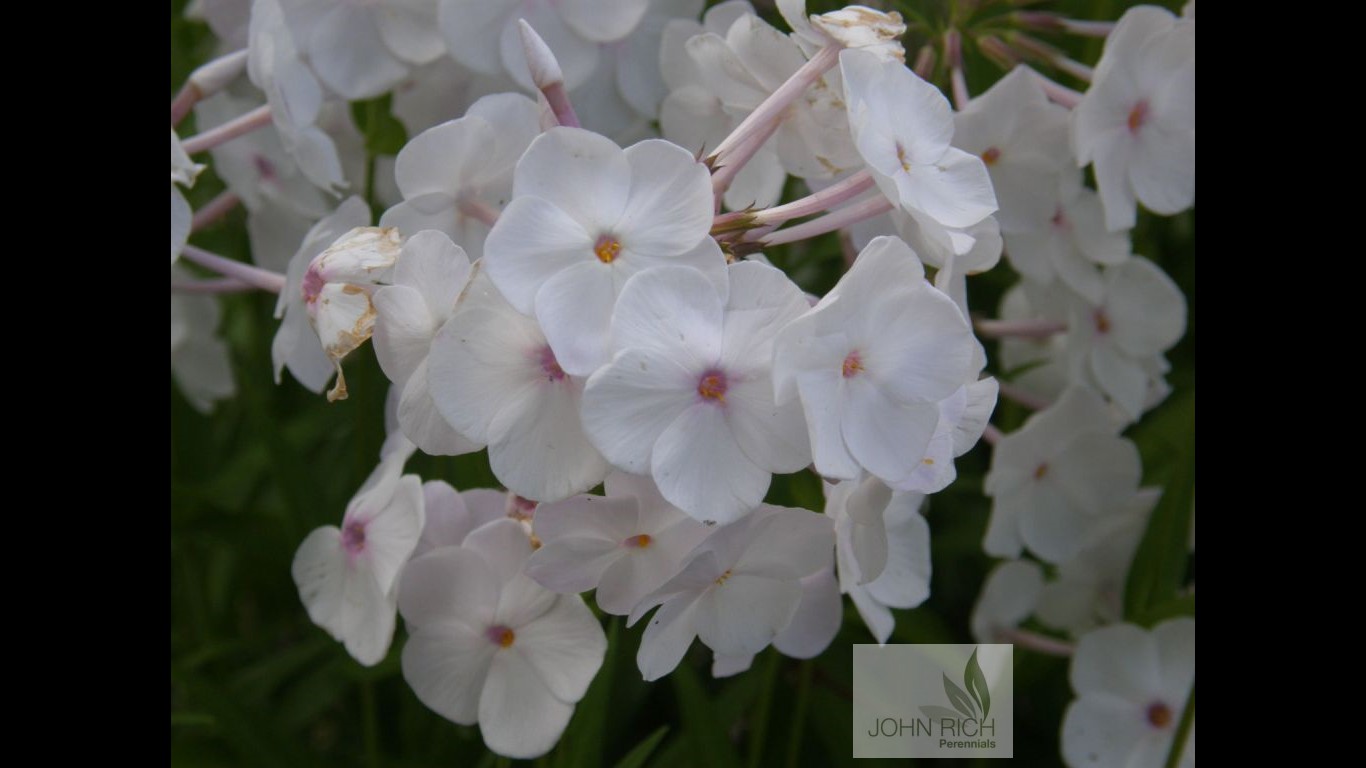 Phlox x  'Minnie Pearl'