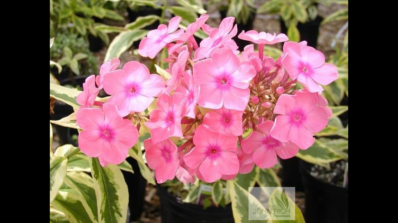 Phlox paniculata 'Becky Towe'