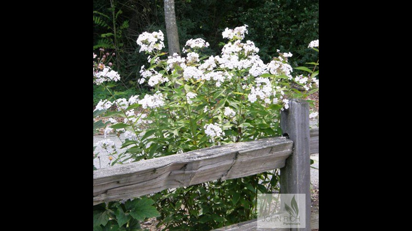 Phlox paniculata 'Delta Snow'