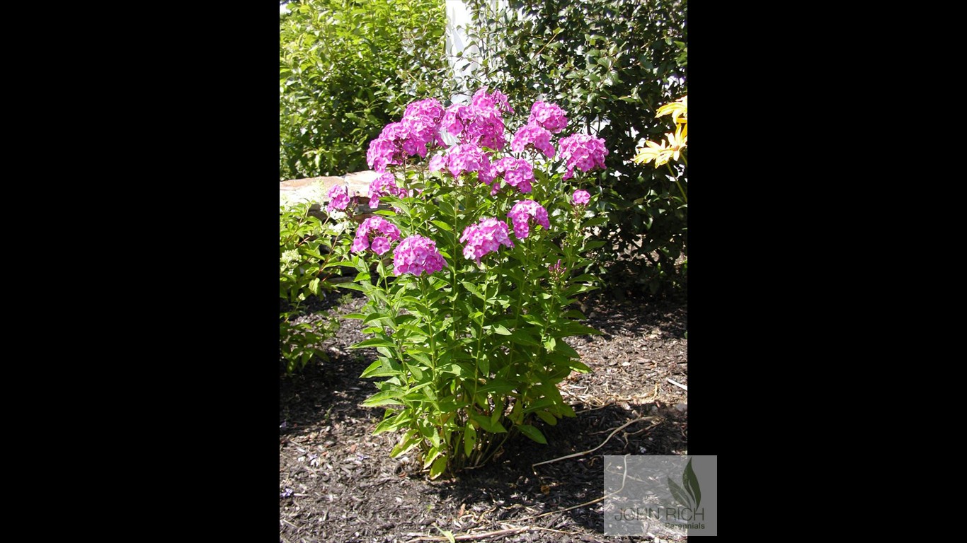 Phlox paniculata 'Laura'