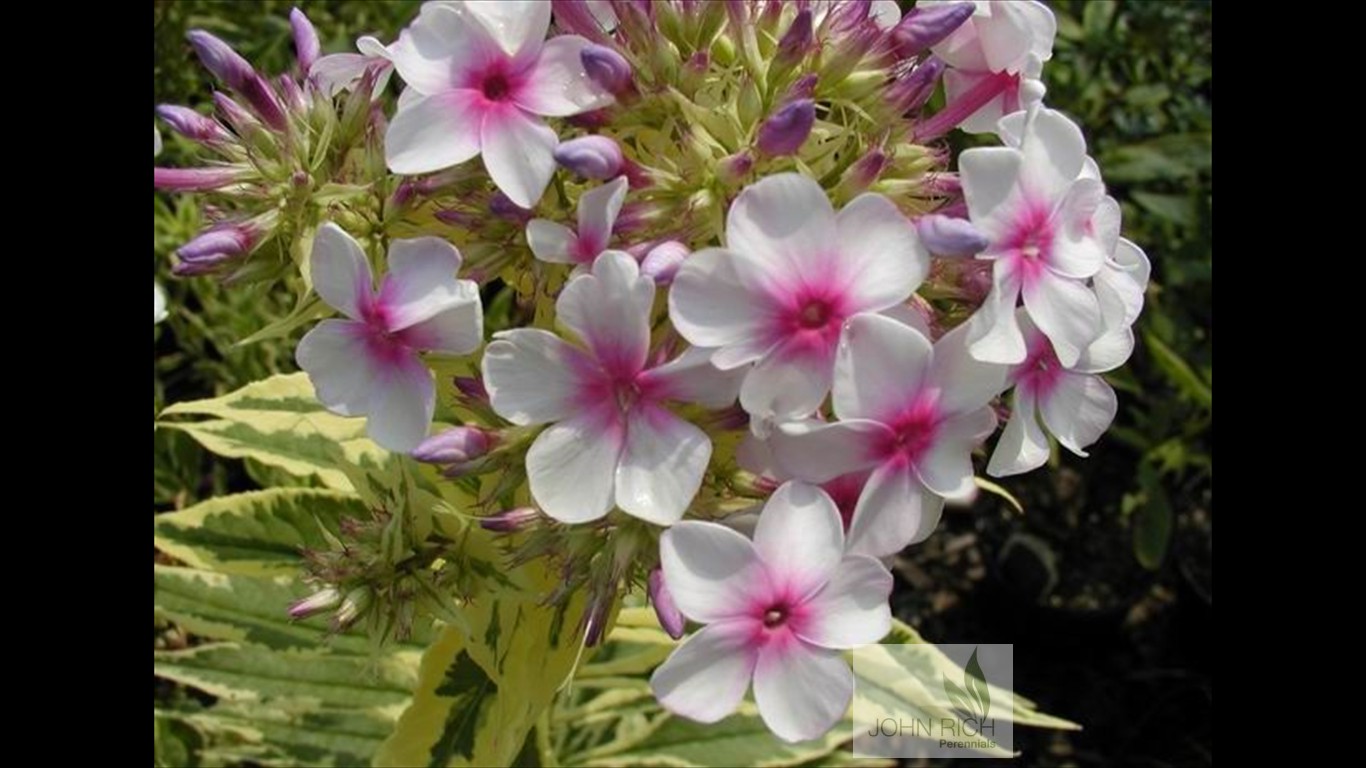 Phlox paniculata 'Nora Leigh'