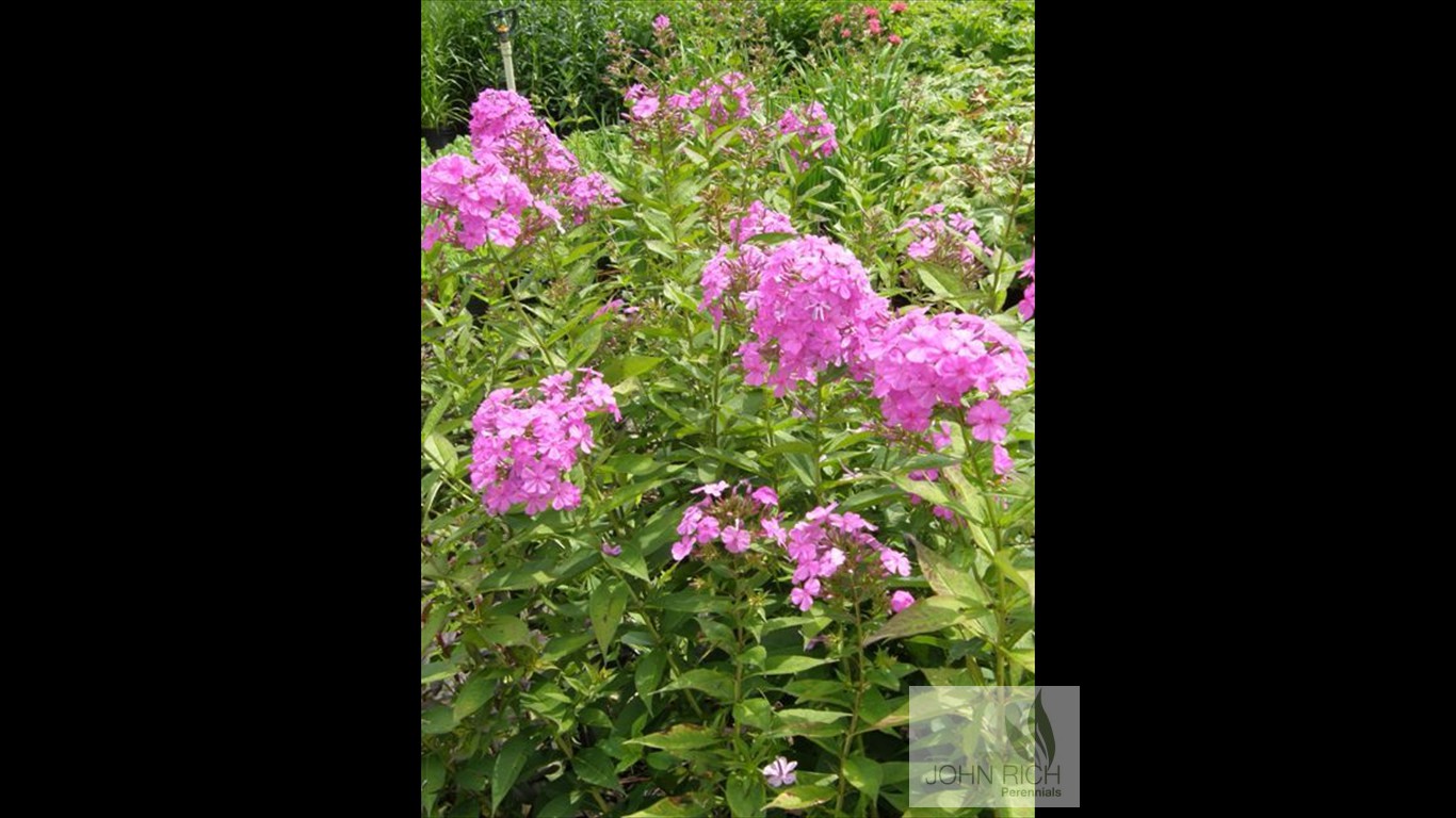 Phlox paniculata 'Robet Poore'