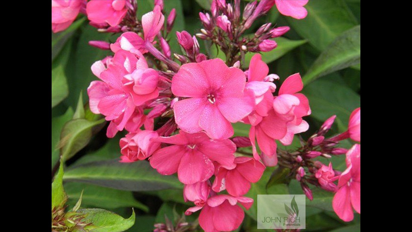 Phlox paniculata 'Starfire'