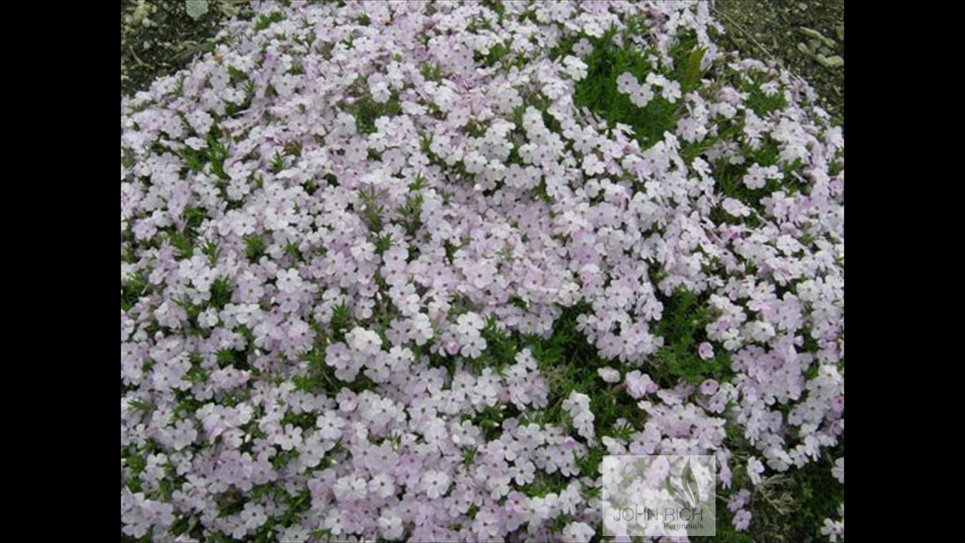 Phlox procumbens nana 'Santa fe'