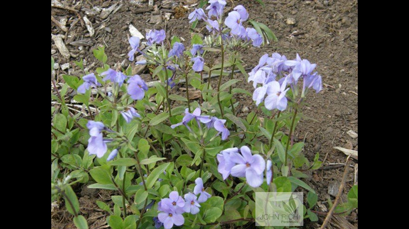 Phlox stolonifera 'Blue Ridge'